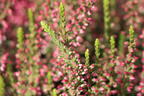 Sommerheide / Besenheide 'Katja' - Calluna vulgaris 'Katja'
