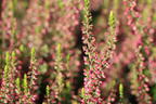 Sommerheide / Besenheide 'Katja' - Calluna vulgaris 'Katja'