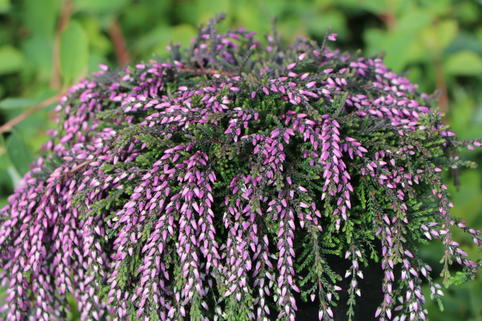Sommerheide / Besenheide Knospenzwerge Gardengirls ® 'Finula' - Calluna vulgaris Knospenzwerge Gardengirls ® 'Finula'