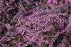 Sommerheide / Besenheide Knospenzwerge Gardengirls ® 'Finula' - Calluna vulgaris Knospenzwerge Gardengirls ® 'Finula'