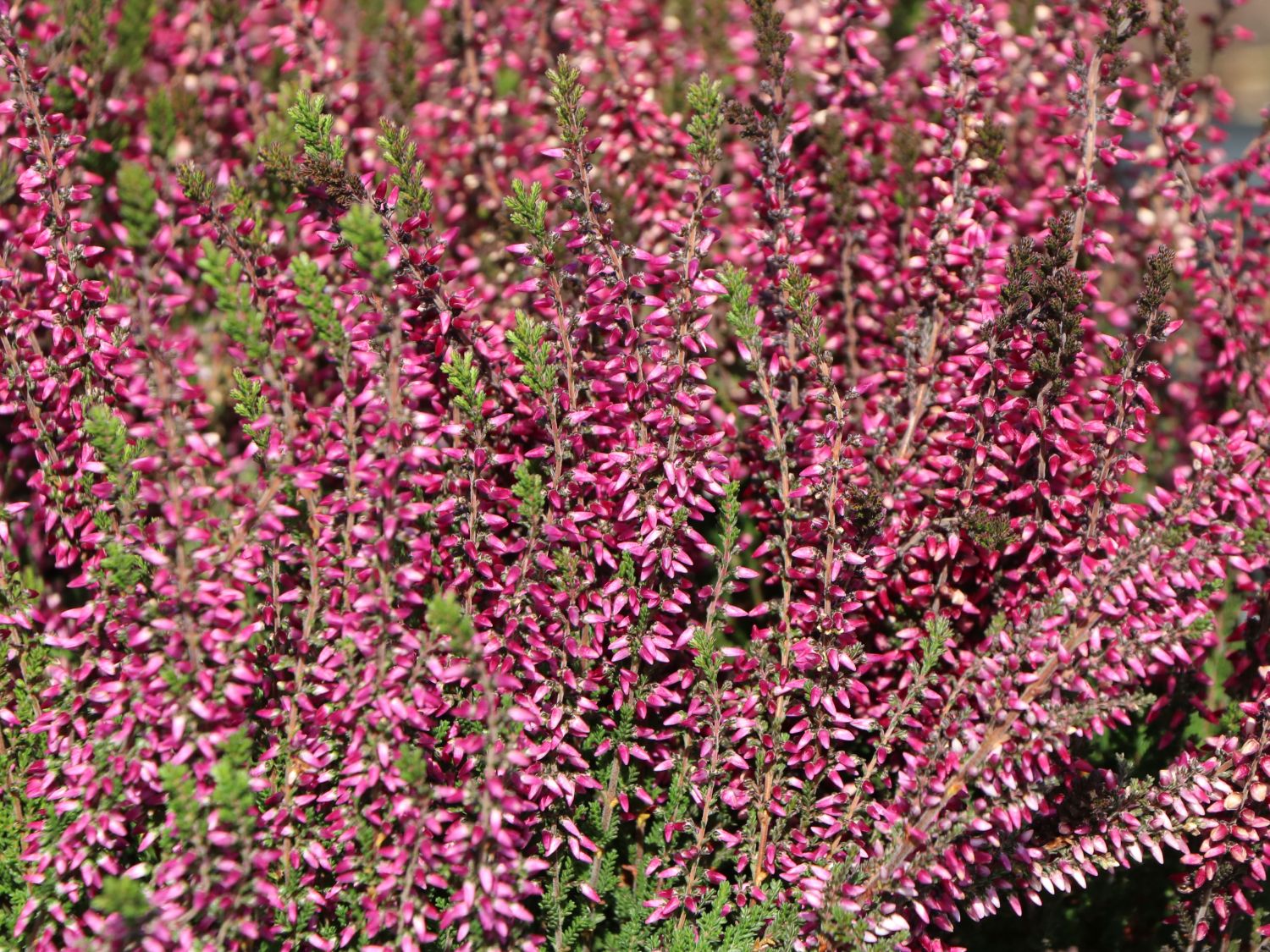 Sommerheide / Besenheide 'Lilli'