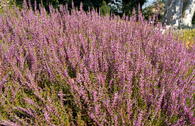 Sommerheide / Besenheide 'Marleen'