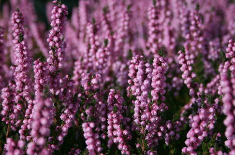 Sommerheide / Besenheide 'Peter Sparkes' - Calluna vulgaris 'Peter Sparkes'