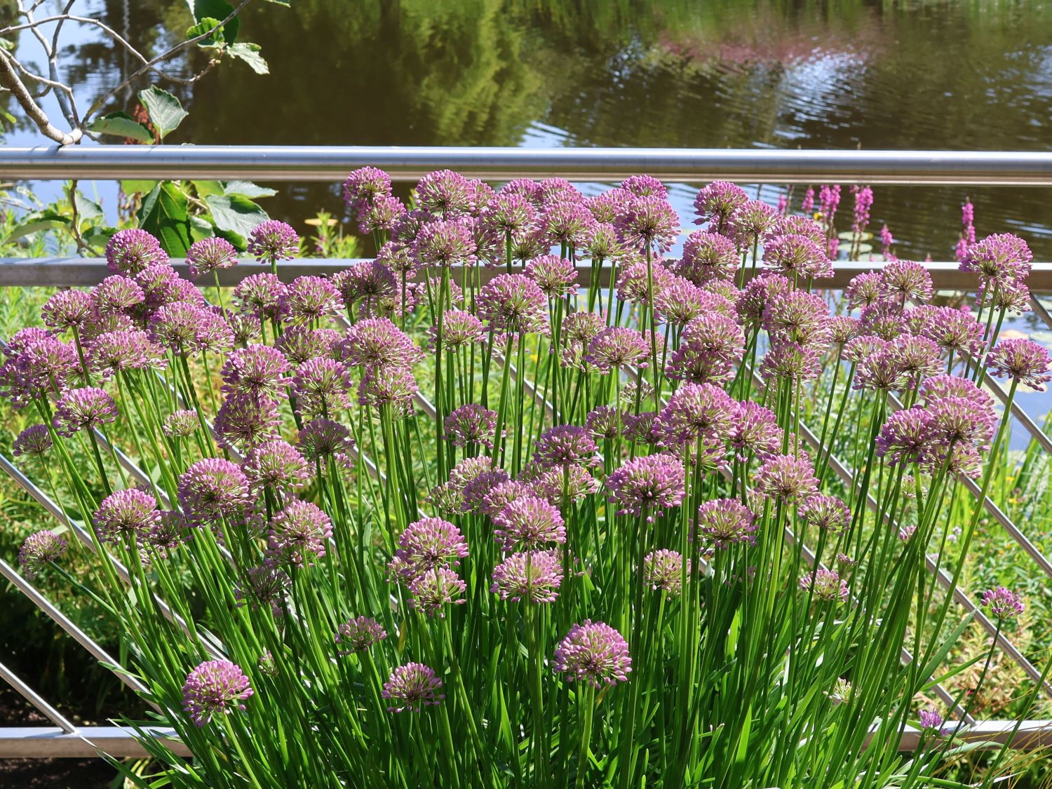 Sommerlauch 'Little Sapphire'