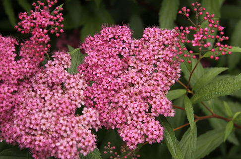 Sommerspiere 'Froebelii' - Spiraea japonica 'Froebelii'