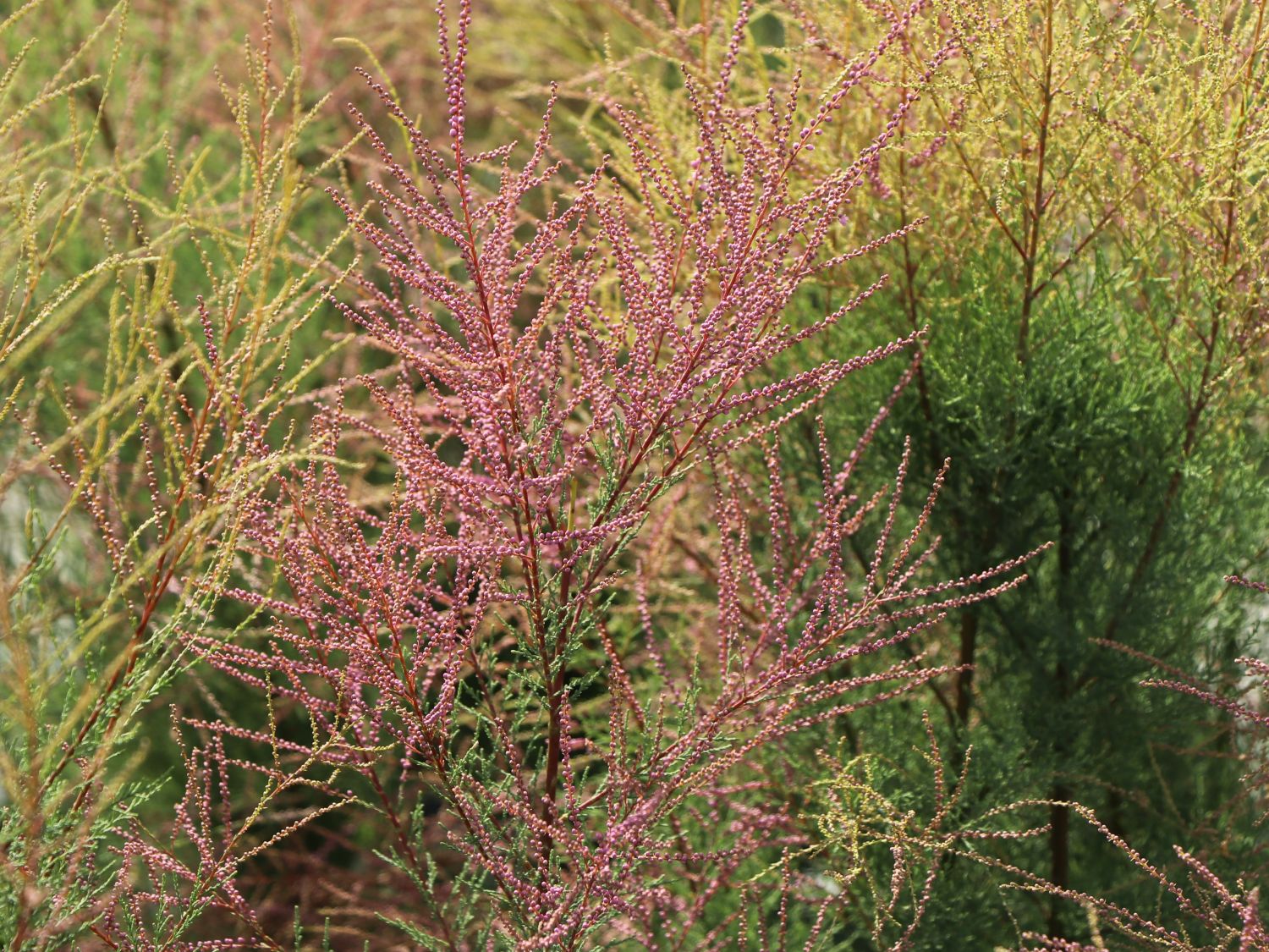 Sommertamariske 'Rubra'
