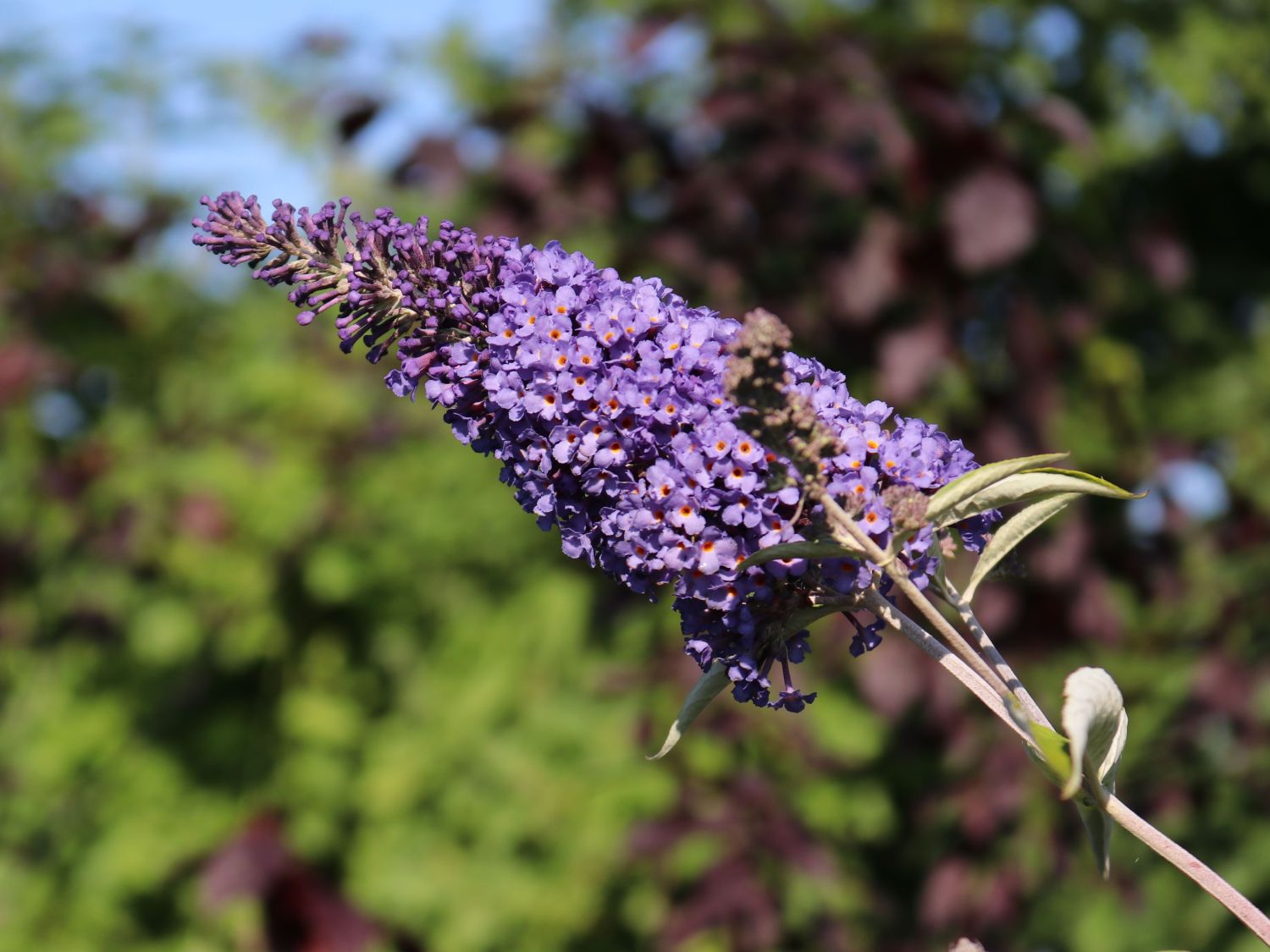 Sommertraum Schmetterlingsstrauch / Sommerflieder Blau & Rot - Buddleja davidii Blau & Rot