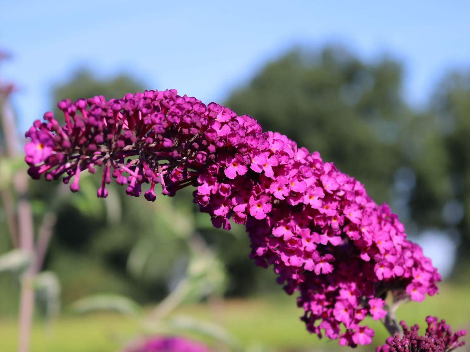 Sommertraum Schmetterlingsstrauch / Sommerflieder Blau & Rot - Buddleja davidii Blau & Rot