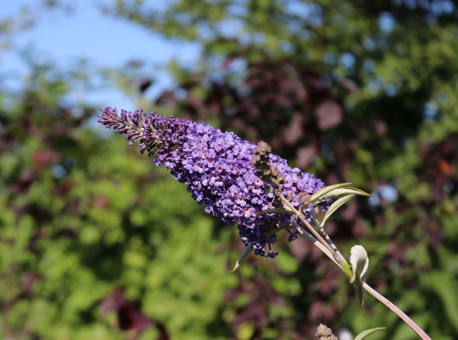 Sommertraum Schmetterlingsstrauch / Sommerflieder Blau & Rot - Buddleja davidii Blau & Rot