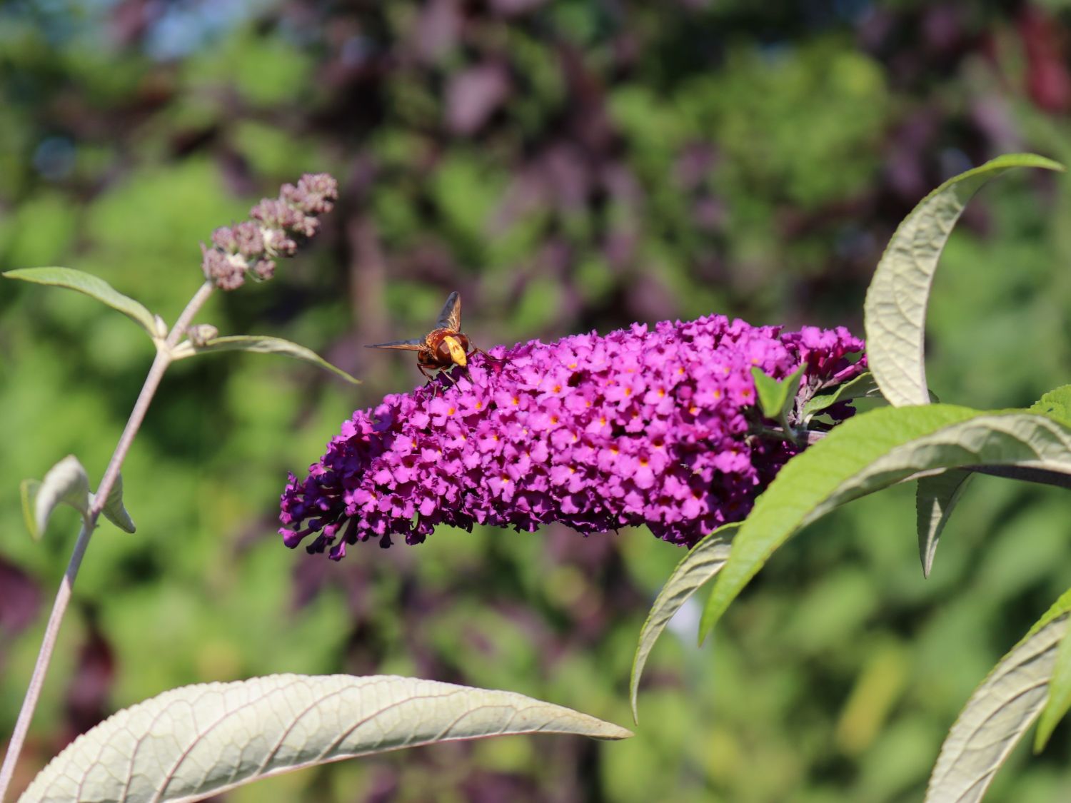 Sommertraum Schmetterlingsstrauch / Sommerflieder Blau & Rot - Buddleja davidii Blau & Rot