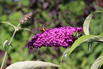 Sommertraum Schmetterlingsstrauch / Sommerflieder Blau & Rot - Buddleja davidii Blau & Rot