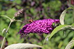Sommertraum Schmetterlingsstrauch / Sommerflieder Blau & Rot - Buddleja davidii Blau & Rot