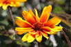 Sonnenauge 'Burning Hearts' - Heliopsis helianthoides 'Burning Hearts'