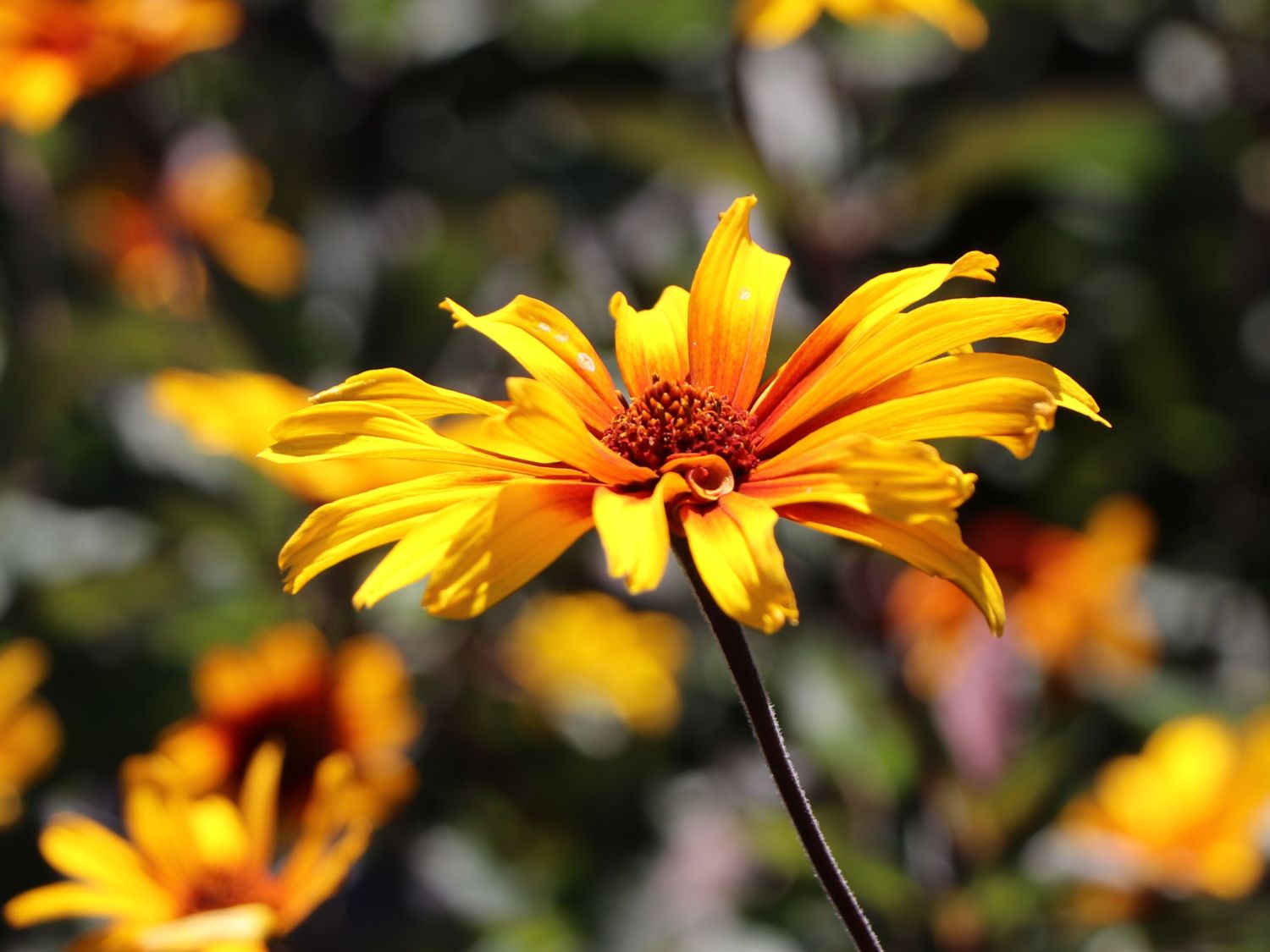 Sonnenauge 'Burning Hearts' - Heliopsis helianthoides 'Burning Hearts'