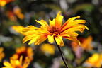 Sonnenauge 'Burning Hearts' - Heliopsis helianthoides 'Burning Hearts'