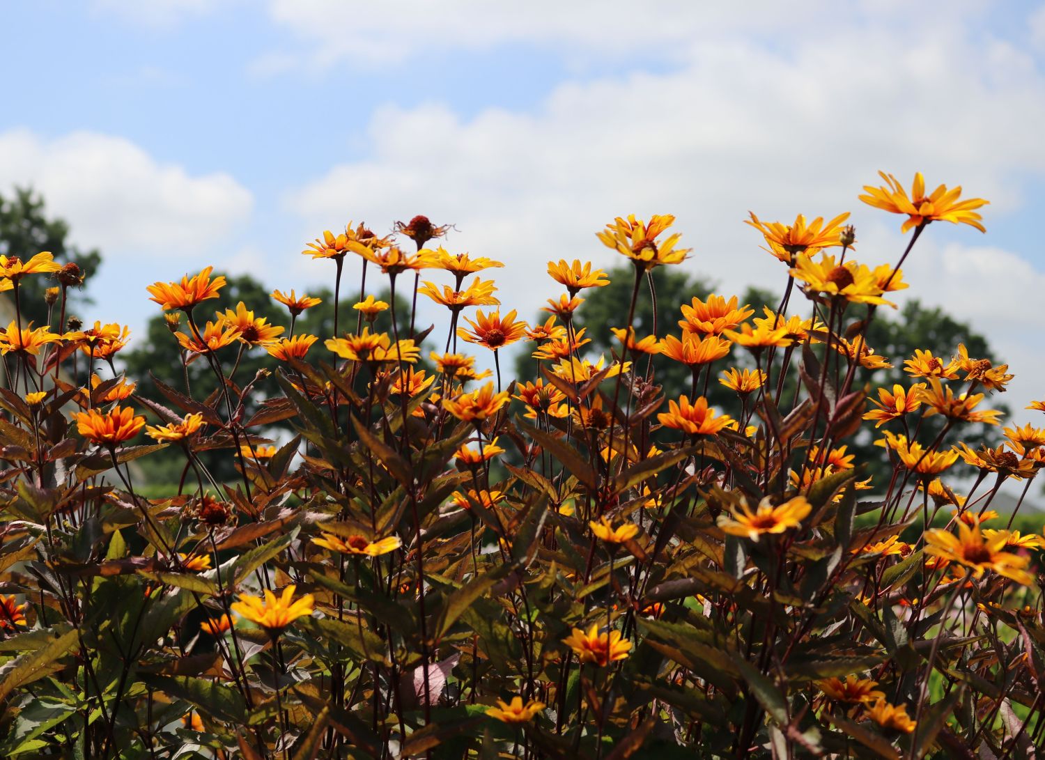 Sonnenauge 'Burning Hearts' - Heliopsis helianthoides 'Burning Hearts'
