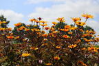 Sonnenauge 'Burning Hearts' - Heliopsis helianthoides 'Burning Hearts'