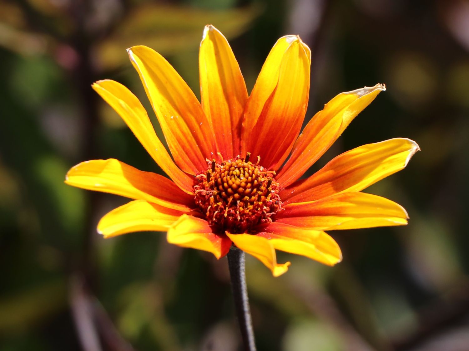 Sonnenauge 'Burning Hearts' - Heliopsis helianthoides 'Burning Hearts'