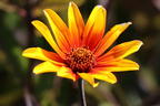 Sonnenauge 'Burning Hearts' - Heliopsis helianthoides 'Burning Hearts'