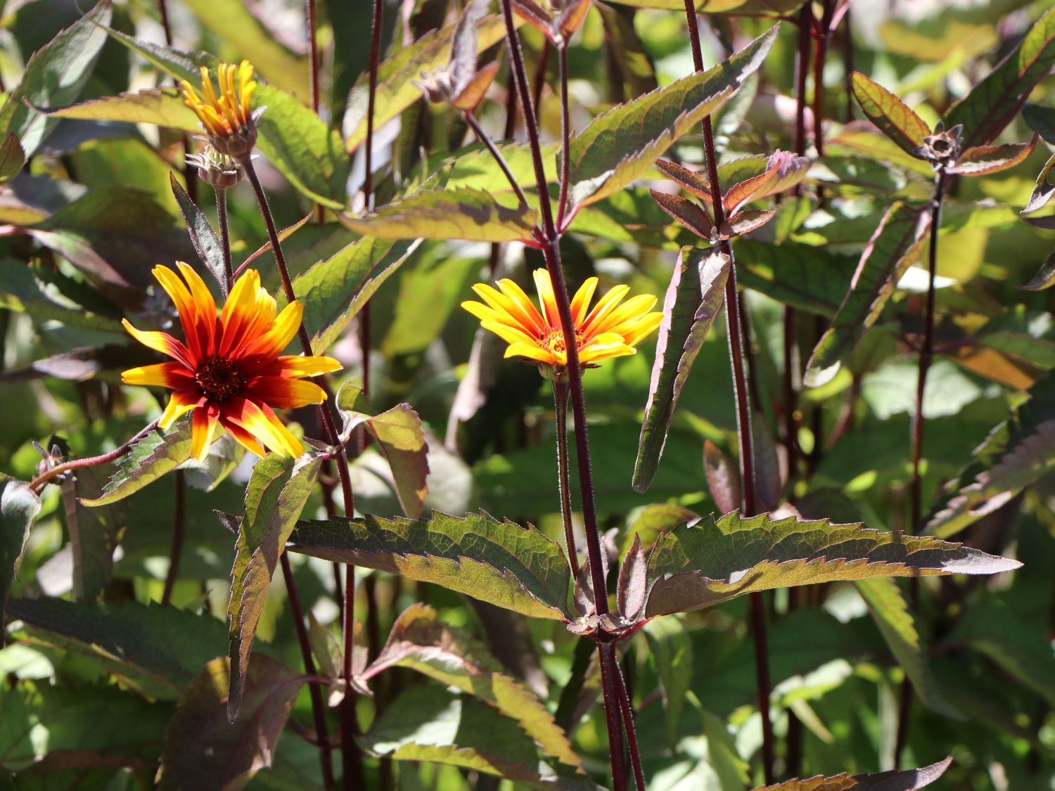 Sonnenauge 'Burning Hearts' - Heliopsis helianthoides 'Burning Hearts'