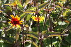 Sonnenauge 'Burning Hearts' - Heliopsis helianthoides 'Burning Hearts'