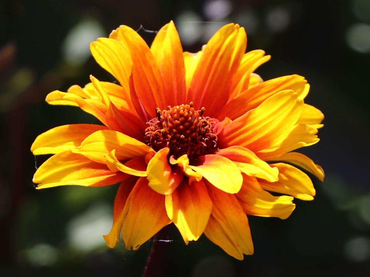 Sonnenauge 'Burning Hearts' - Heliopsis helianthoides 'Burning Hearts'