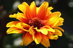 Sonnenauge 'Burning Hearts' - Heliopsis helianthoides 'Burning Hearts'