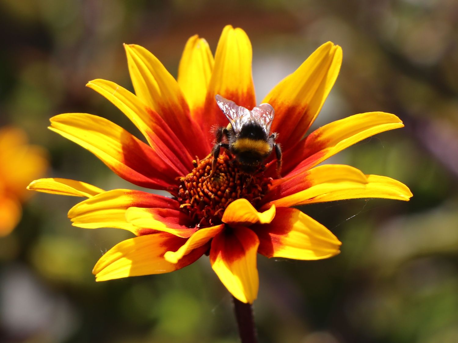 Sonnenauge 'Burning Hearts' - Heliopsis helianthoides 'Burning Hearts'