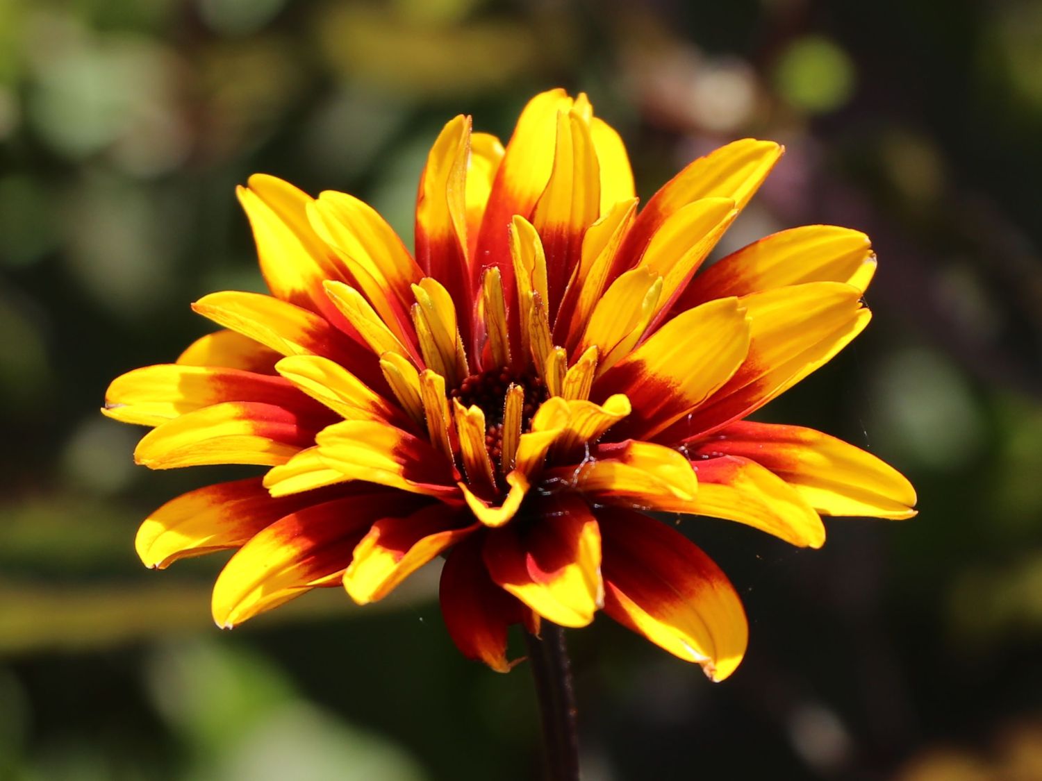 Sonnenauge 'Burning Hearts' - Heliopsis helianthoides 'Burning Hearts'