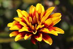 Sonnenauge 'Burning Hearts' - Heliopsis helianthoides 'Burning Hearts'