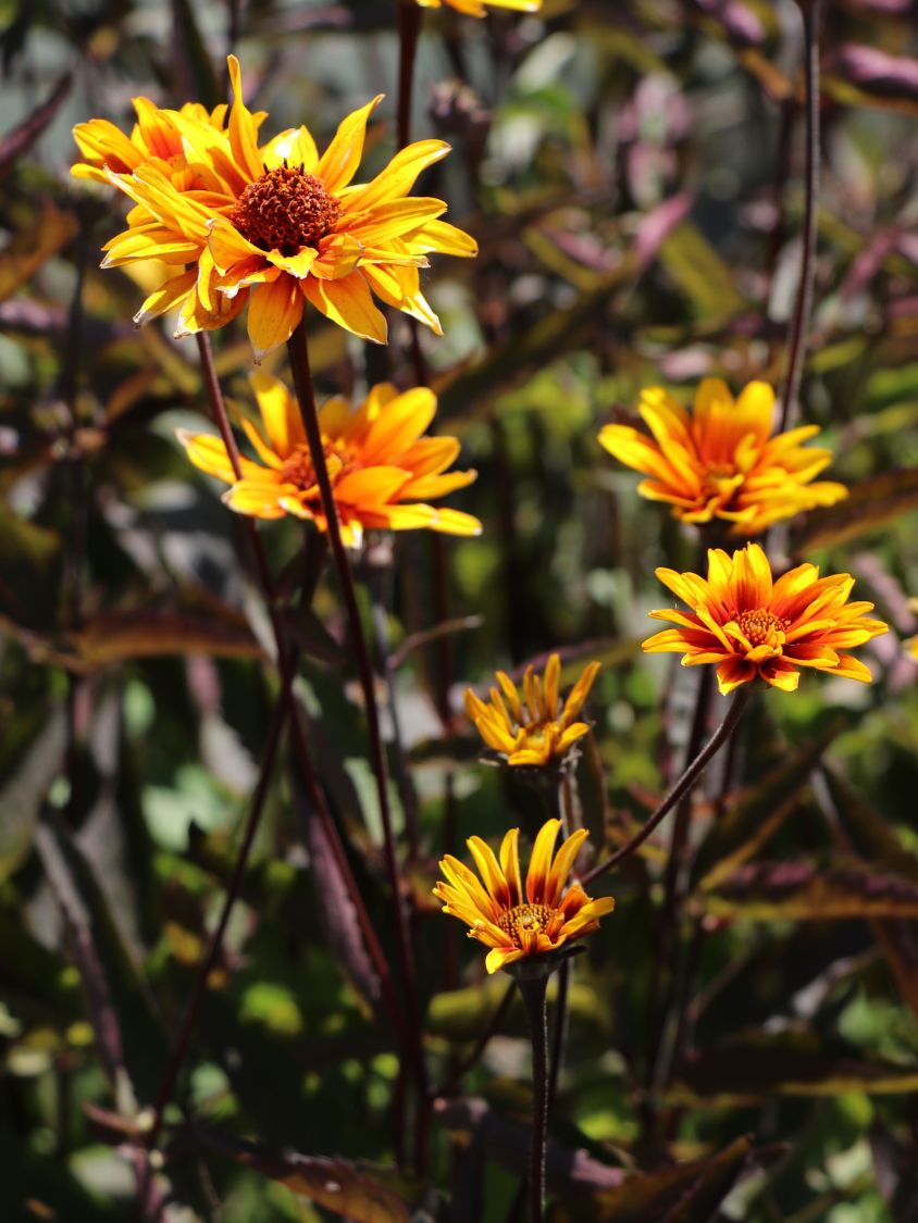 Sonnenauge 'Burning Hearts' - Heliopsis helianthoides 'Burning Hearts'