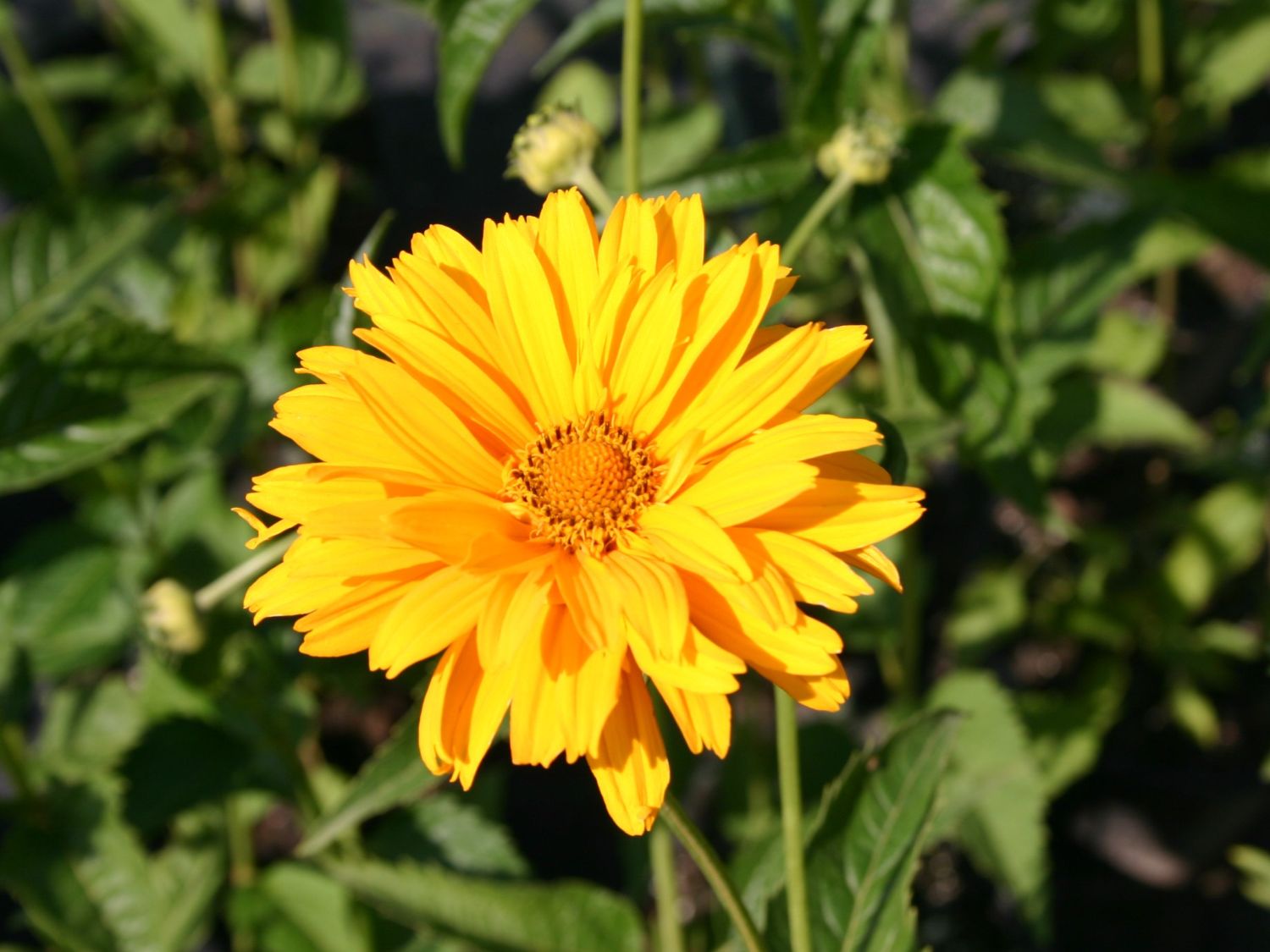 Sonnenaugen (Heliopsis)