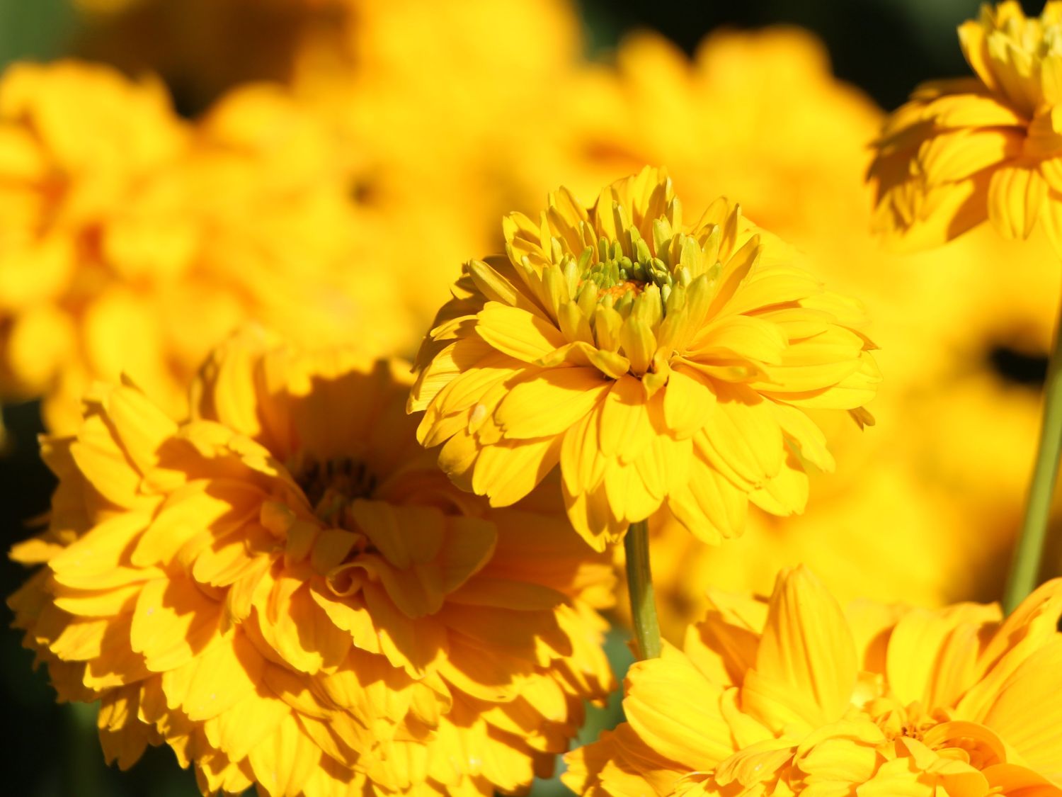 Sonnenauge 'Goldgrünherz'