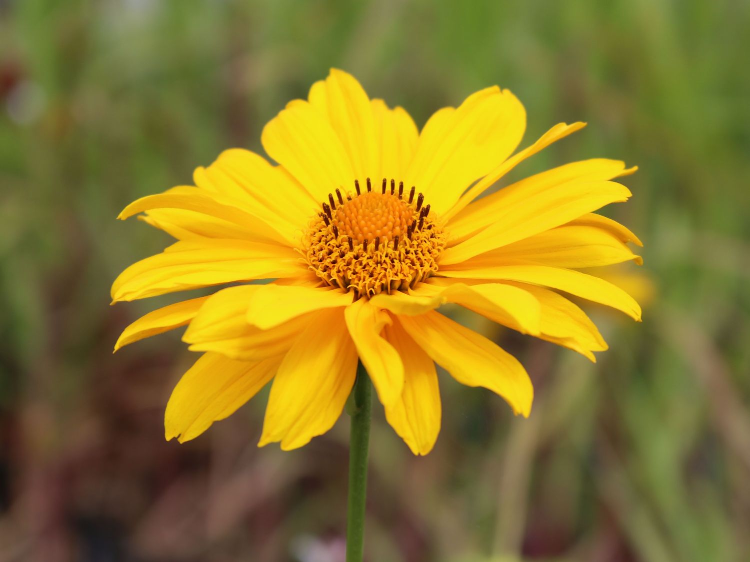 Sonnenauge 'Hohlspiegel'