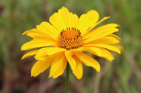 Sonnenauge 'Hohlspiegel' - Heliopsis scabra 'Hohlspiegel'