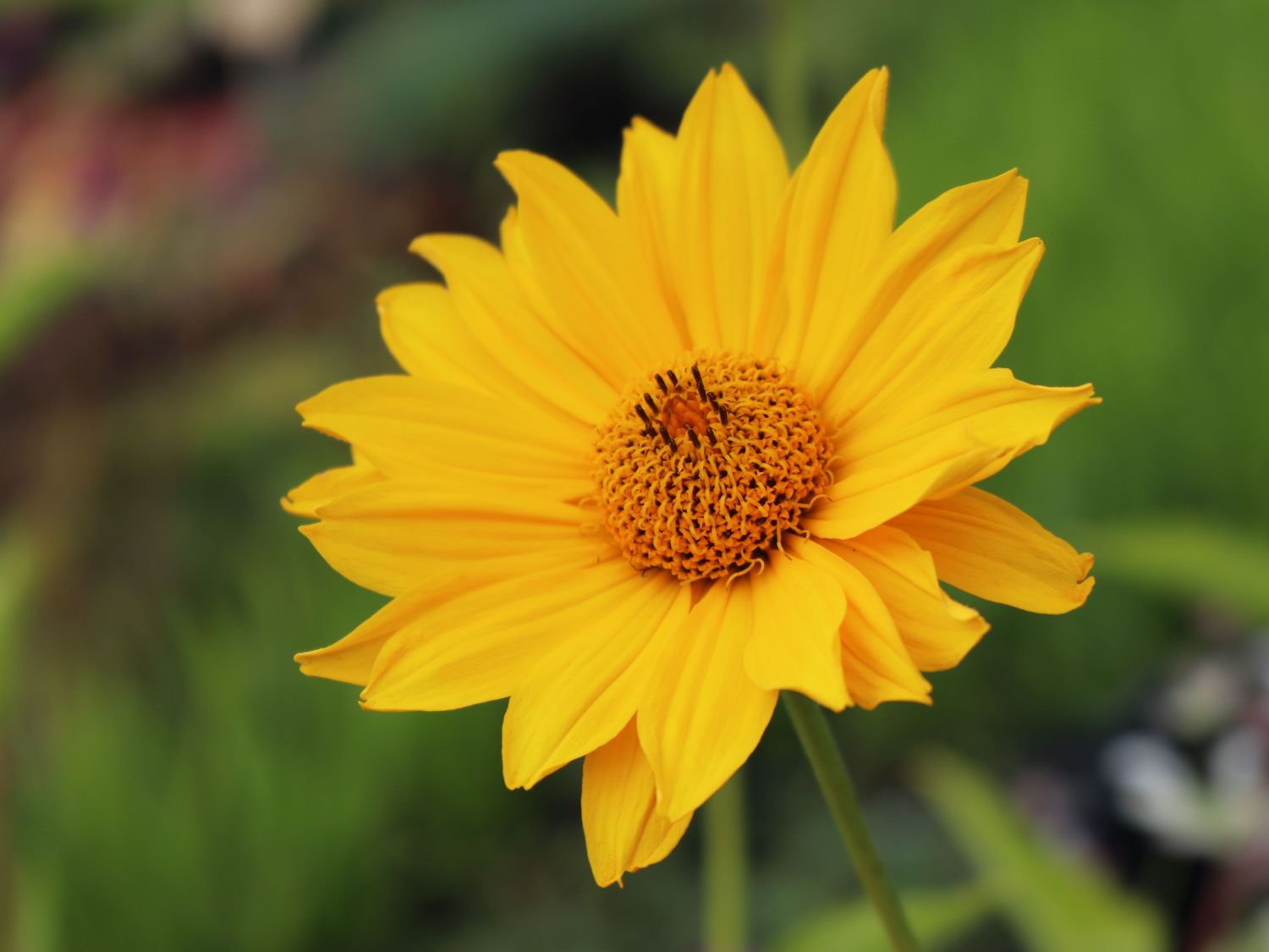 Sonnenauge 'Hohlspiegel' - Heliopsis scabra 'Hohlspiegel'
