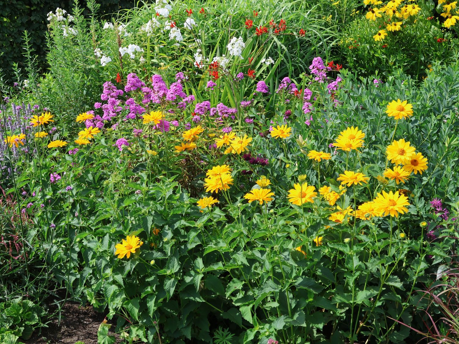 Sonnenauge 'Hohlspiegel' - Heliopsis scabra 'Hohlspiegel'