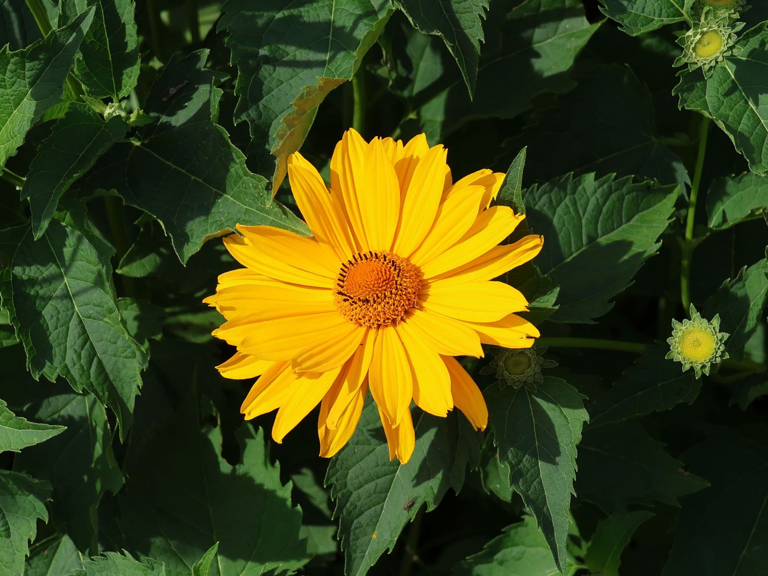 Sonnenauge 'Hohlspiegel' - Heliopsis scabra 'Hohlspiegel'