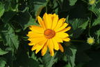 Sonnenauge 'Hohlspiegel' - Heliopsis scabra 'Hohlspiegel'
