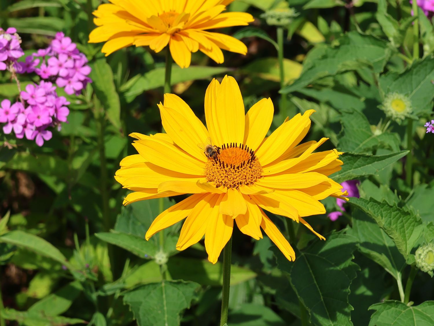 Sonnenauge 'Hohlspiegel' - Heliopsis scabra 'Hohlspiegel'