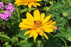 Sonnenauge 'Hohlspiegel' - Heliopsis scabra 'Hohlspiegel'