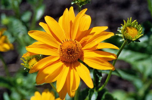 Sonnenauge 'Karat' - Heliopsis scabra 'Karat'