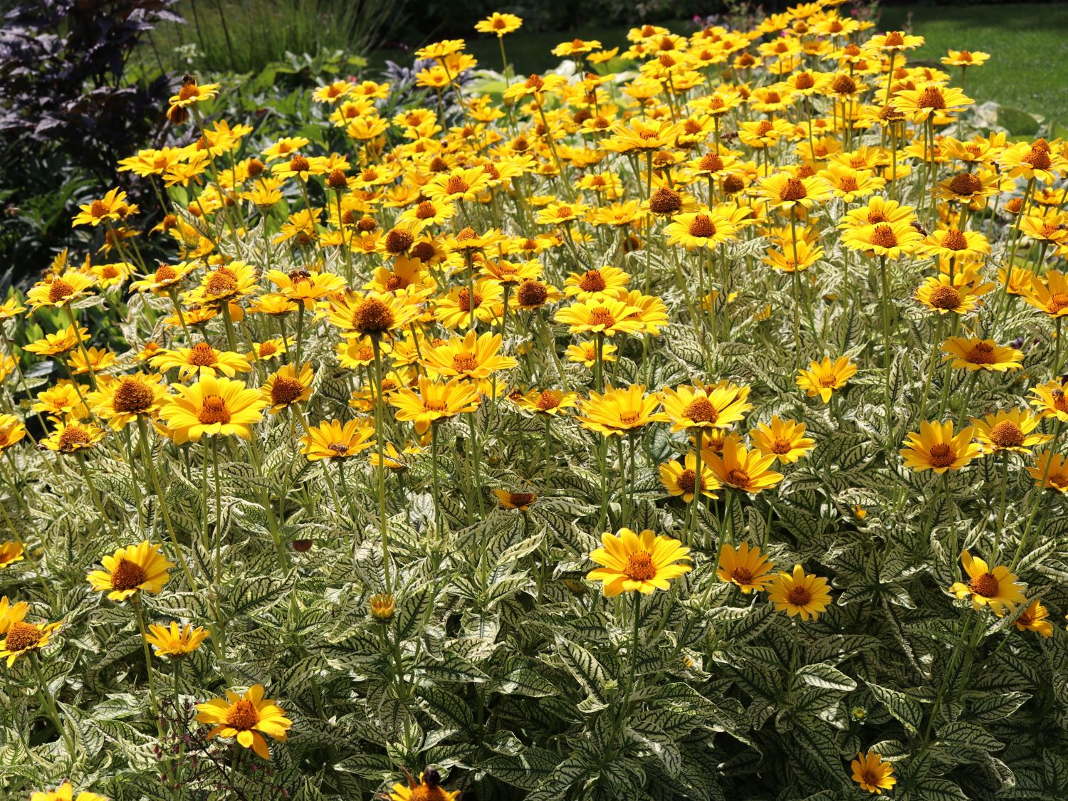 Sonnenauge 'Lorraine Sunshine'