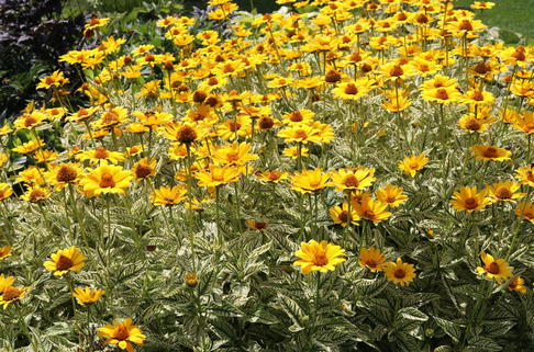 Sonnenauge 'Lorraine Sunshine' - Heliopsis scabra 'Lorraine Sunshine'