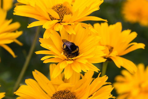 Sonnenauge 'Prima Ballerina' - Heliopsis helianthoides var. scabra 'Prima Ballerina'