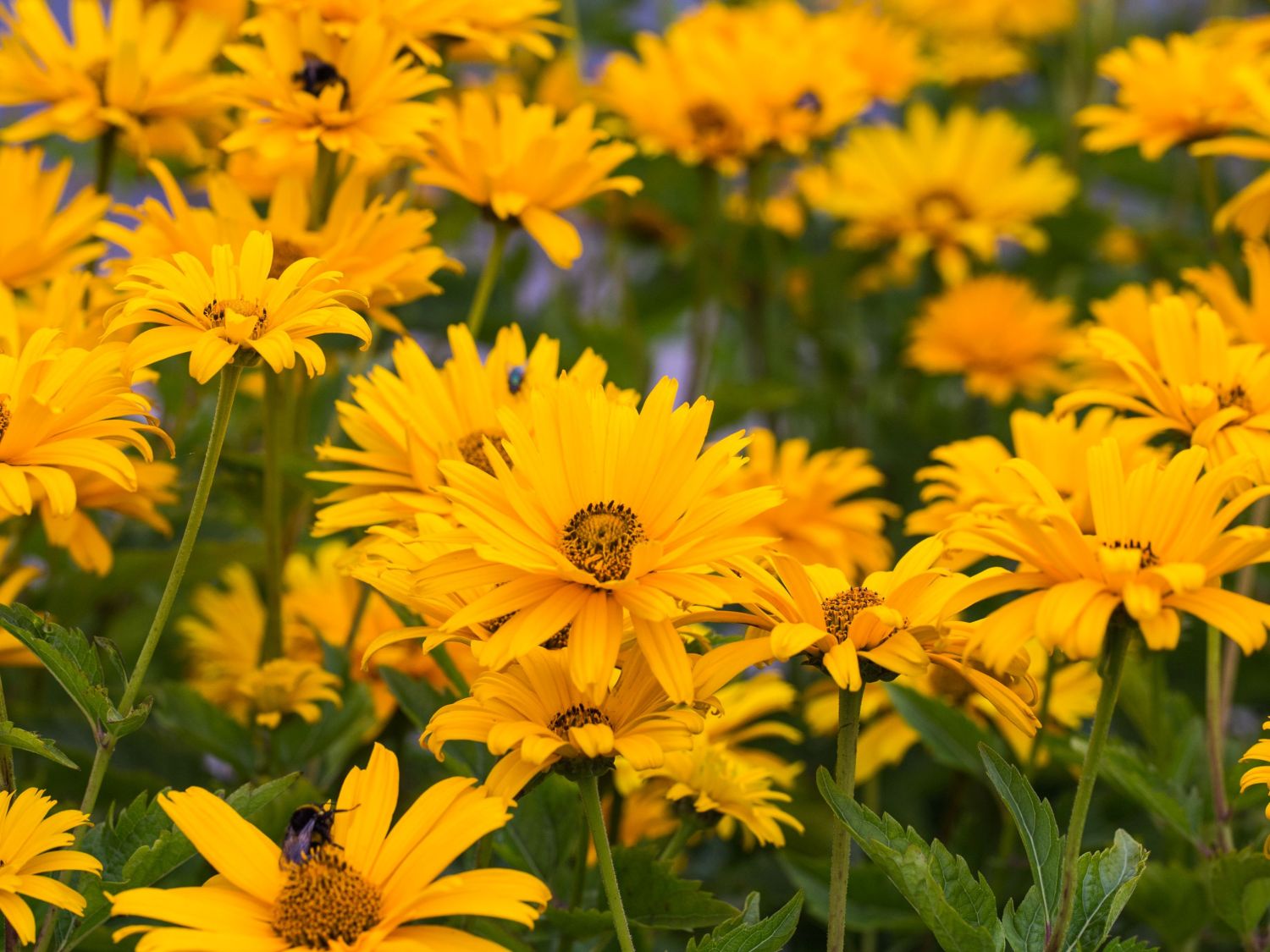 Sonnenauge 'Prima Ballerina' - Heliopsis helianthoides var. scabra 'Prima Ballerina'