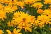 Sonnenauge 'Prima Ballerina' - Heliopsis helianthoides var. scabra 'Prima Ballerina'