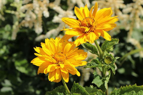 Sonnenauge 'Sole d'Oro' - Heliopsis scabra 'Sole d'Oro'