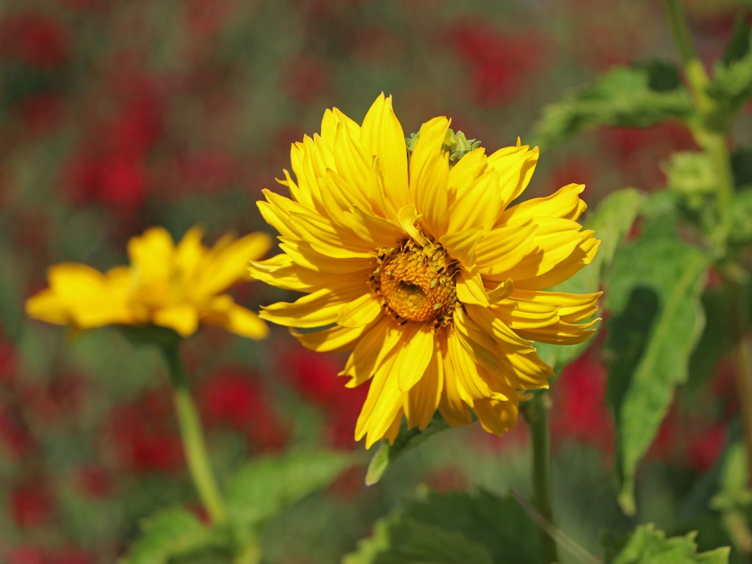 Sonnenauge 'Sole d'Oro' - Heliopsis scabra 'Sole d'Oro'