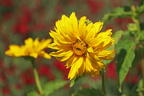 Sonnenauge 'Sole d'Oro' - Heliopsis scabra 'Sole d'Oro'